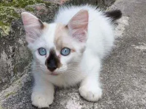 Gato raça Sem raça definida idade 2 a 6 meses nome Sem nome