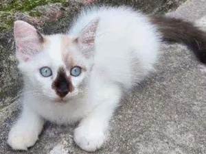 Gato raça  idade 2 a 6 meses nome bob