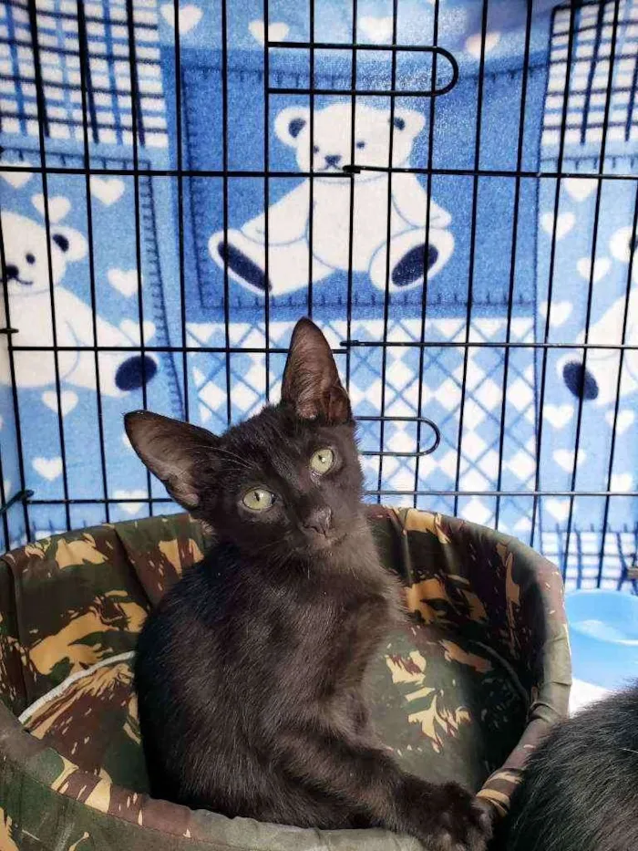 Gato raça Srd idade 2 a 6 meses nome Obama