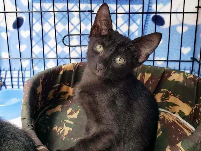 Gato raça Srd idade 2 a 6 meses nome Obama