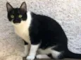 Gato raça SRD-ViraLata idade 1 ano nome Narizinho