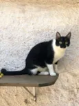 Gato raça SRD-ViraLata idade 1 ano nome Narizinho