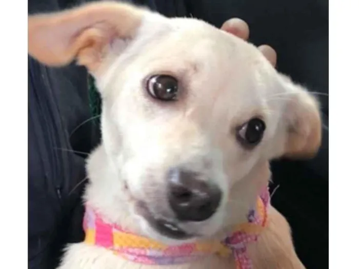 Cachorro raça SRD-ViraLata idade 1 ano nome Clara