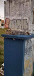 Pedro