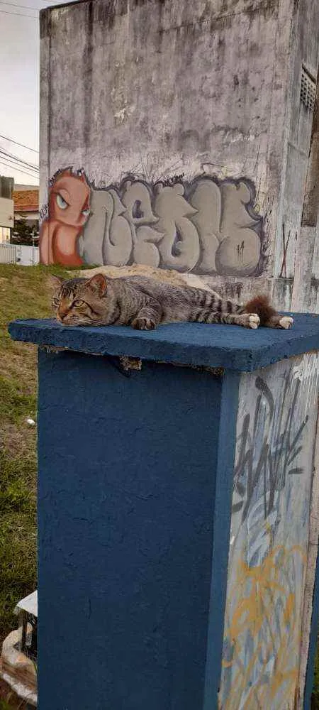 Gato raça Srd idade 1 ano nome Pedro