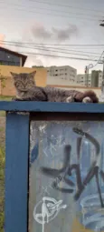 Pedro