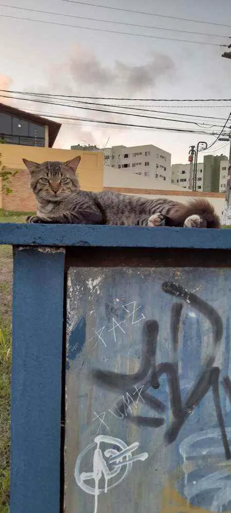 Gato raça Srd idade 1 ano nome Pedro