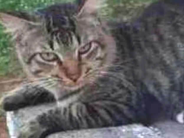 Gato raça Srd idade 1 ano nome Pedro