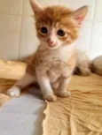 Akiles