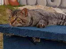 Gato raça Srd idade 1 ano nome Pedro