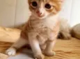 Akiles