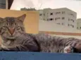 Pedro