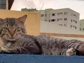 Gato raça Srd idade 1 ano nome Pedro