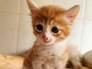 Gato raça SRD idade Abaixo de 2 meses nome Akiles