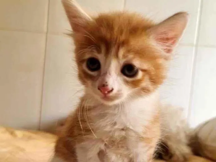 Gato ra a SRD idade Abaixo de 2 meses nome Akiles