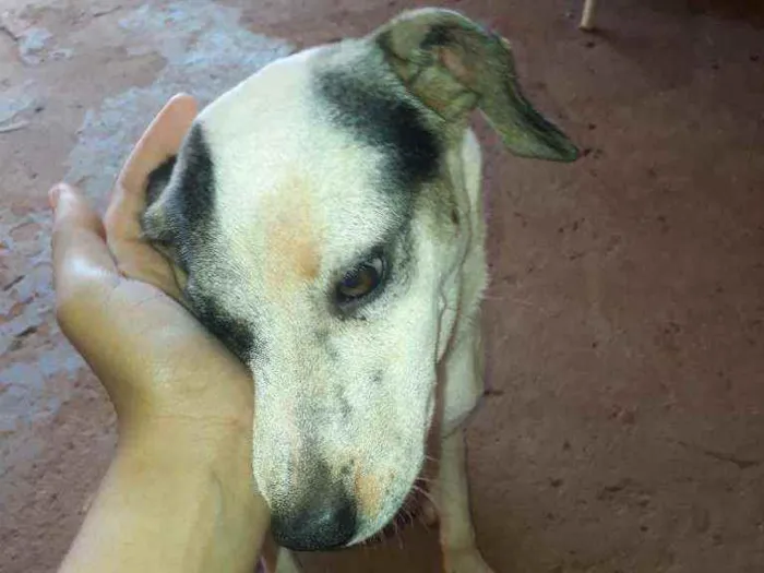 Cachorro ra a Vira lata idade 2 anos nome Jack