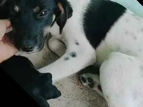 Cachorro ra a  idade 1 ano nome Kiara