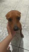 Pithuquim