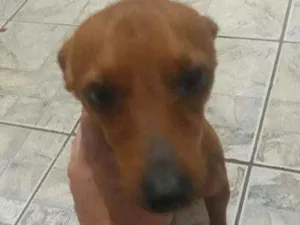 Cachorro raça Vira lata idade 3 anos nome Pithuquim 