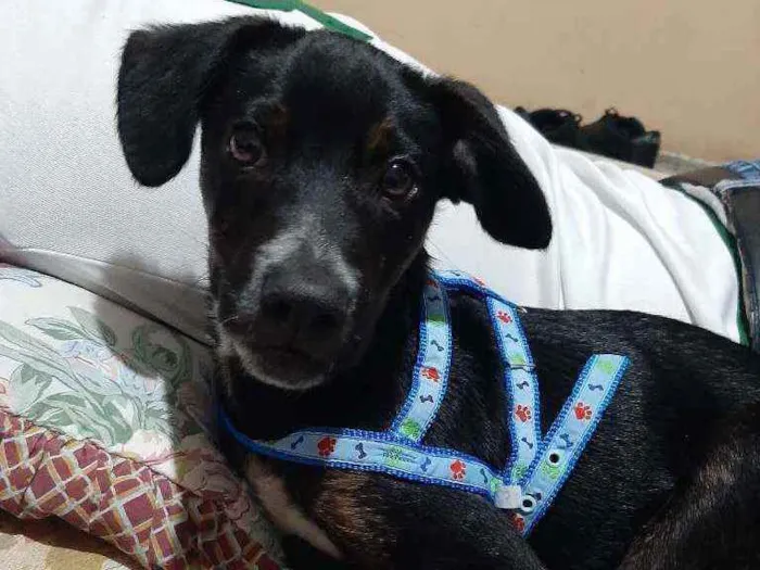 Cachorro ra a Vira lata idade 2 a 6 meses nome Nao tem