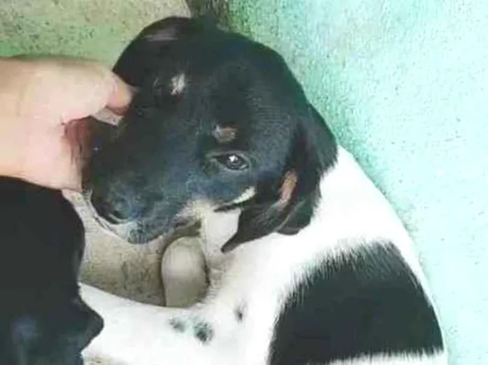 Cachorro ra a  idade 1 ano nome Kiara