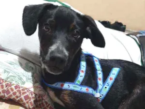 Cachorro raça Vira lata idade 2 a 6 meses nome Nao tem