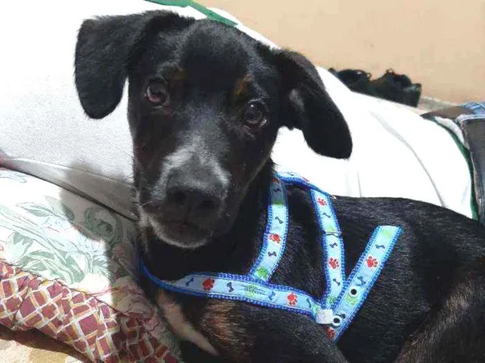 Cachorro ra a Vira lata idade 2 a 6 meses nome Nao tem