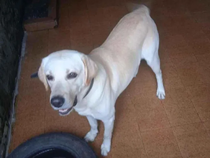 Cachorro raça lavrador idade 2 anos nome BRYAN