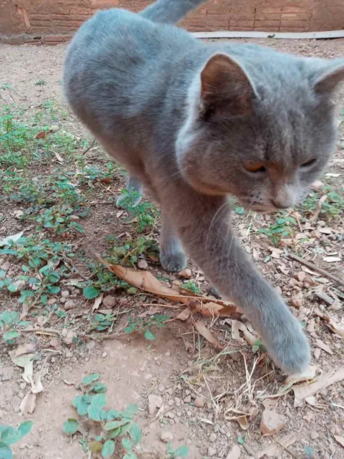 Gato ra a Cinza e uma preta idade 1 ano nome Florzinha, Cinzinha 