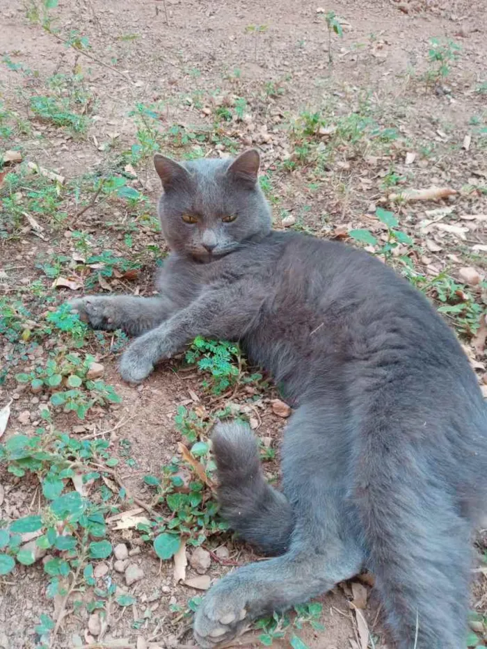 Gato ra a Cinza e uma preta idade 1 ano nome Florzinha, Cinzinha 