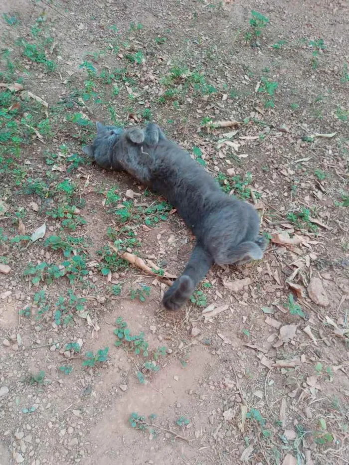 Gato ra a Cinza e uma preta idade 1 ano nome Florzinha, Cinzinha 