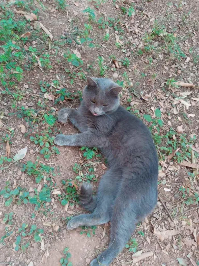 Gato ra a Cinza e uma preta idade 1 ano nome Florzinha, Cinzinha 