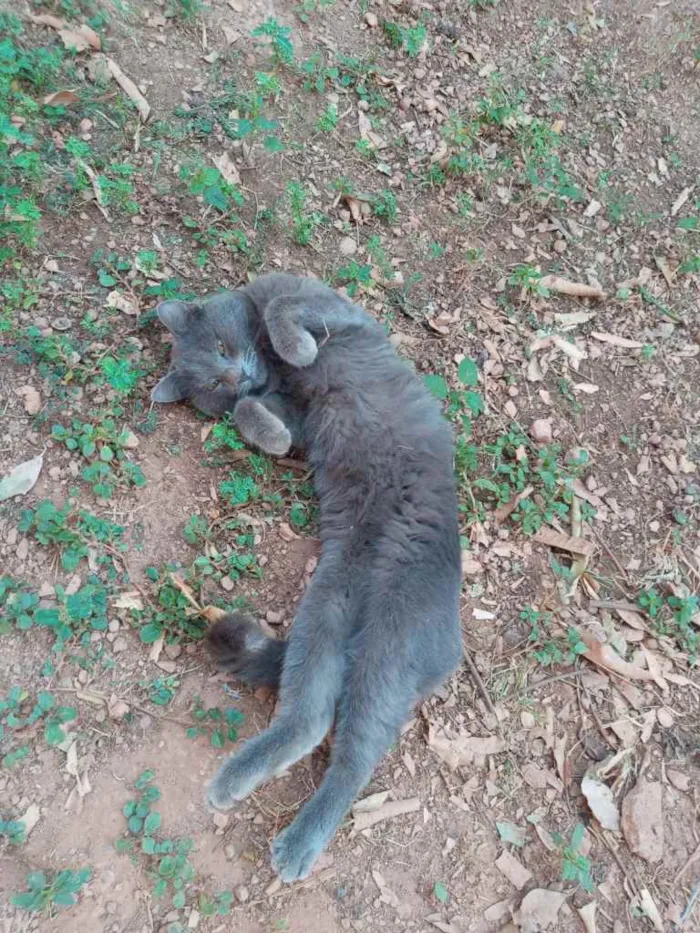 Gato ra a Cinza e uma preta idade 1 ano nome Florzinha, Cinzinha 