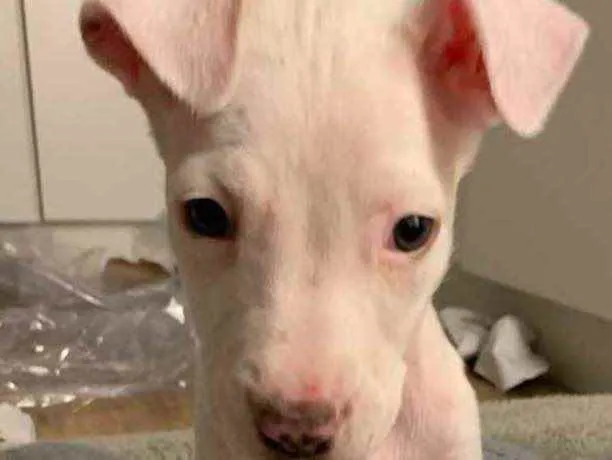 Cachorro ra a Mix pitbull  idade 2 a 6 meses nome Albino