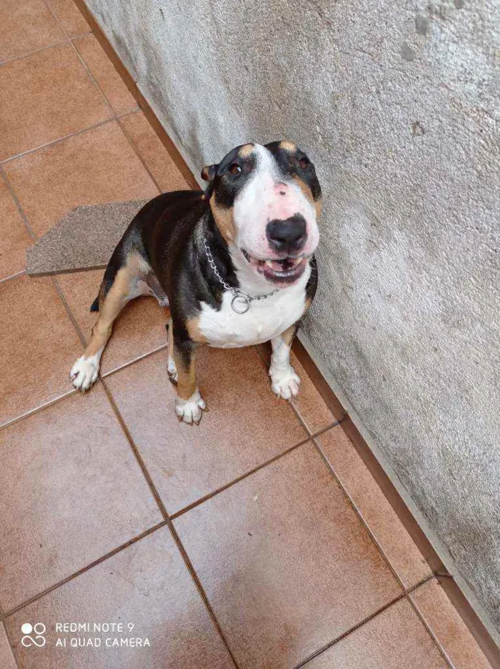 Cachorro raça Bull Terrier idade 2 anos nome Belinha