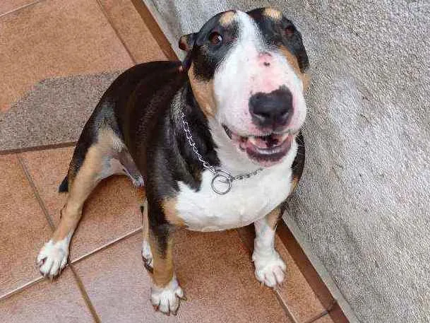 Cachorro raça Bull Terrier idade 2 anos nome Belinha