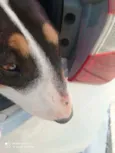 Cachorro raça Bull Terrier idade 2 anos nome Belinha