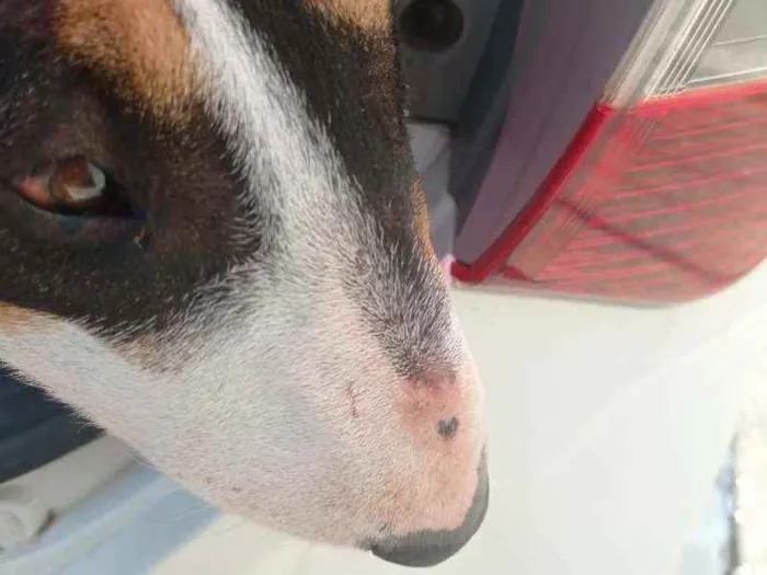 Cachorro raça Bull Terrier idade 2 anos nome Belinha