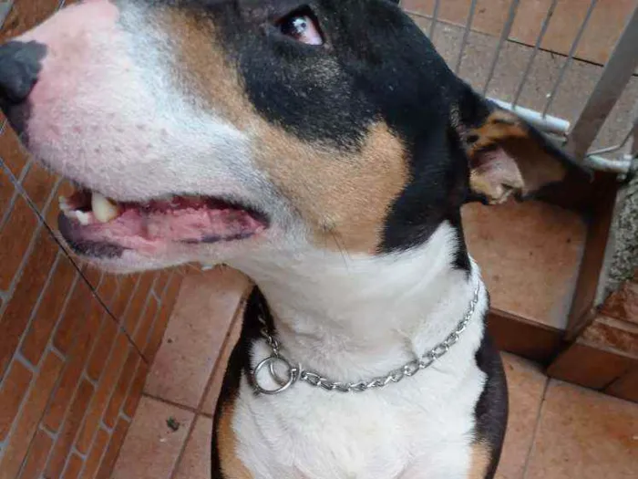 Cachorro raça Bull Terrier idade 2 anos nome Belinha