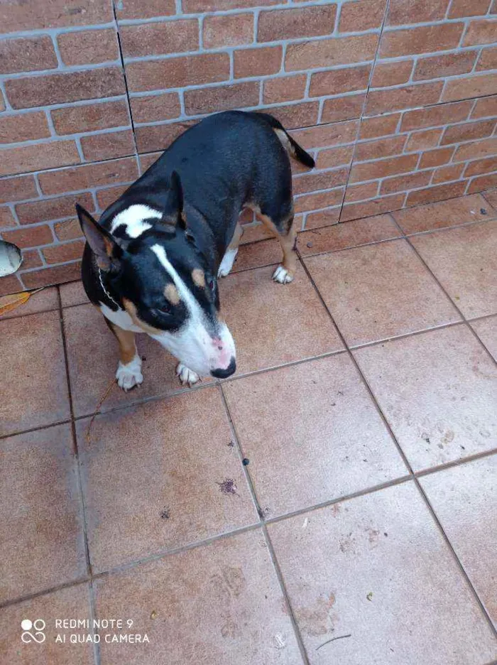 Cachorro raça Bull Terrier idade 2 anos nome Belinha