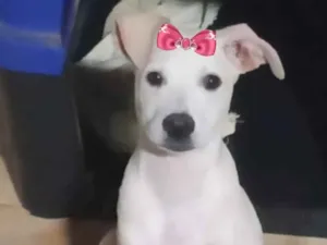 Cachorro raça Mestiça  idade 2 a 6 meses nome Luna 