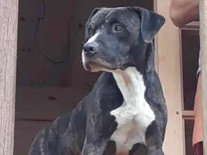 Cachorro raça  idade 2 anos nome Não sei 