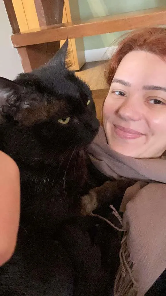 Gato ra a SRD idade 2 anos nome Oreo