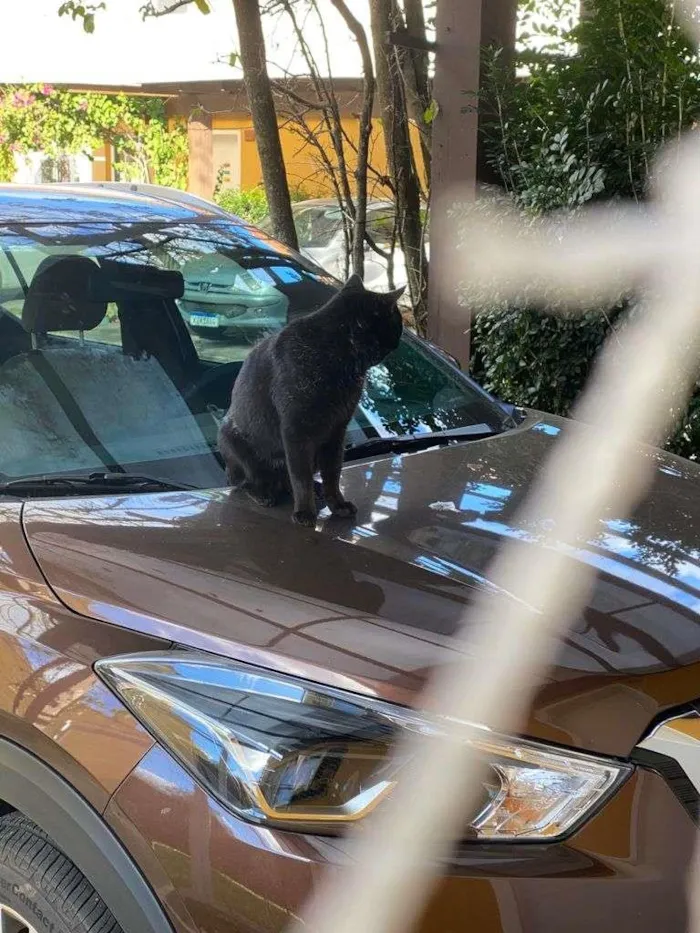 Gato ra a SRD idade 2 anos nome Oreo