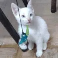 Floquinho 