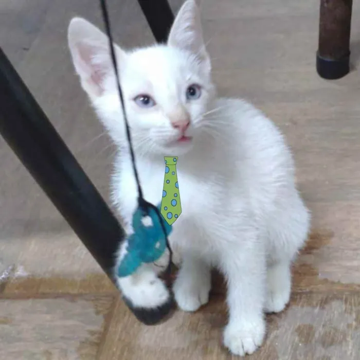 Gato ra a Mestiço  idade 2 a 6 meses nome Floquinho 