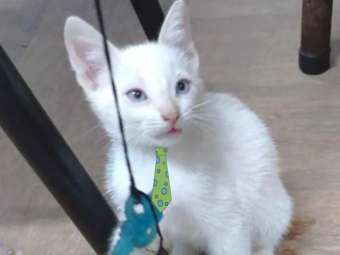 Gato ra a Mestiço  idade 2 a 6 meses nome Floquinho 