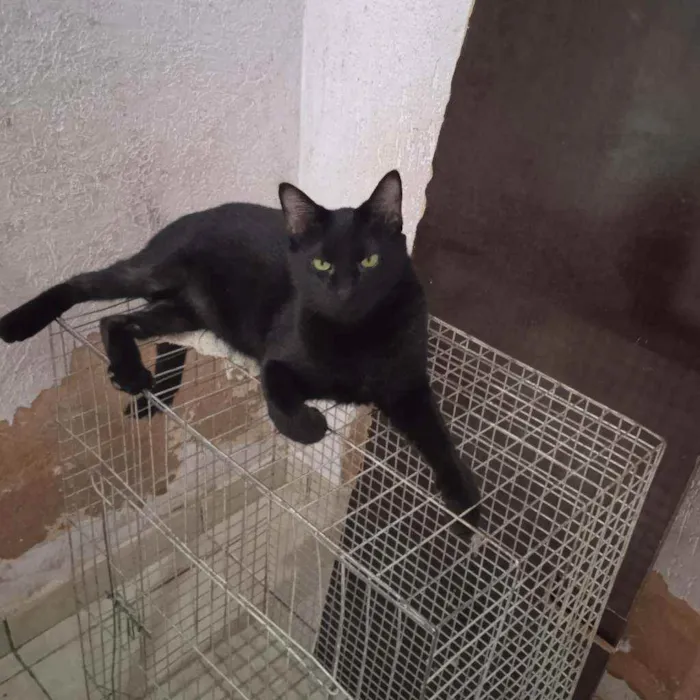 Gato ra a SRD idade 2 anos nome Paçoca