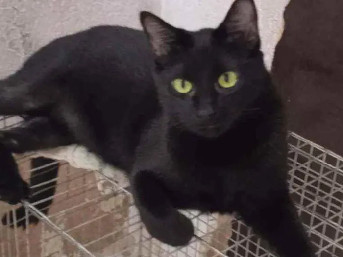 Gato ra a SRD idade 2 anos nome Paçoca