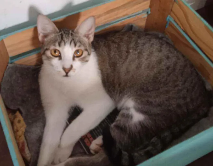 Gato ra a SRD idade 1 ano nome Lia